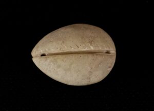 Jade Cowrie Shell Bead